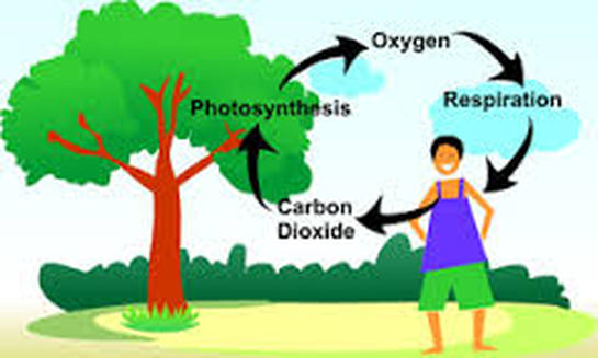 The Carbon  Oxygen Cycle